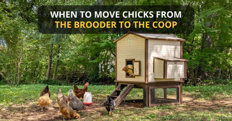 Young chickens exploring outside a Hatching Time chicken coop during the brooder-to-coop transition
