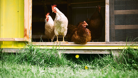 How to Protect Your Backyard Flock from Bird Flu?