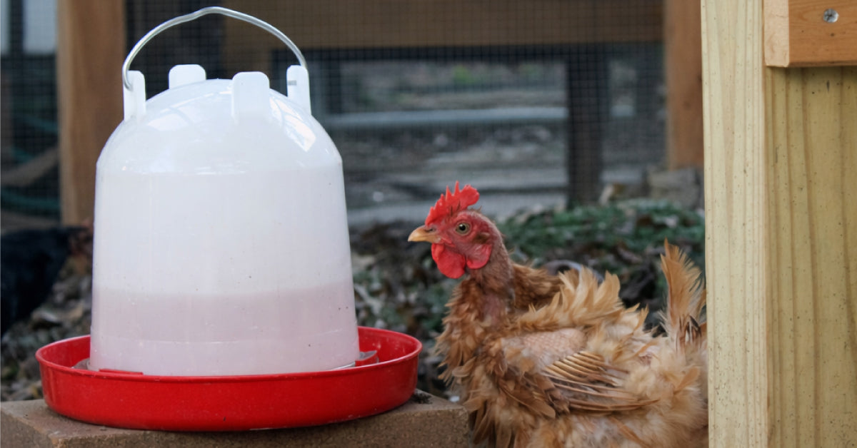 The Future of Flock Hydration: Benefits of Automatic Poultry Waterers