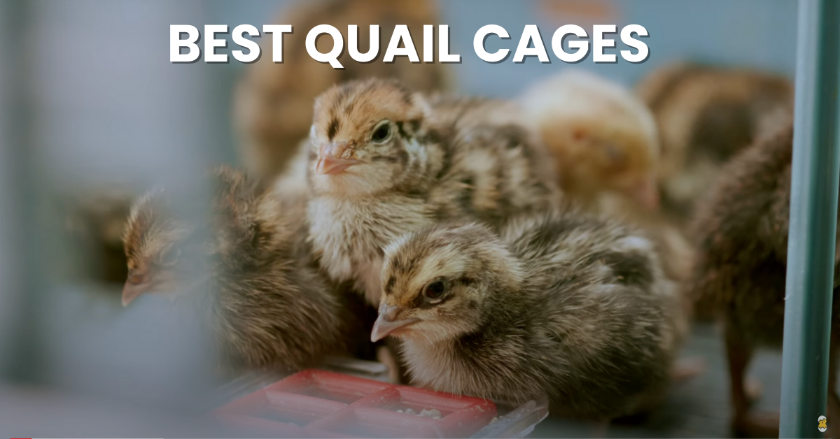 Best Quail Cages: Coturnix quail cage guide for clean, calm, productive birds