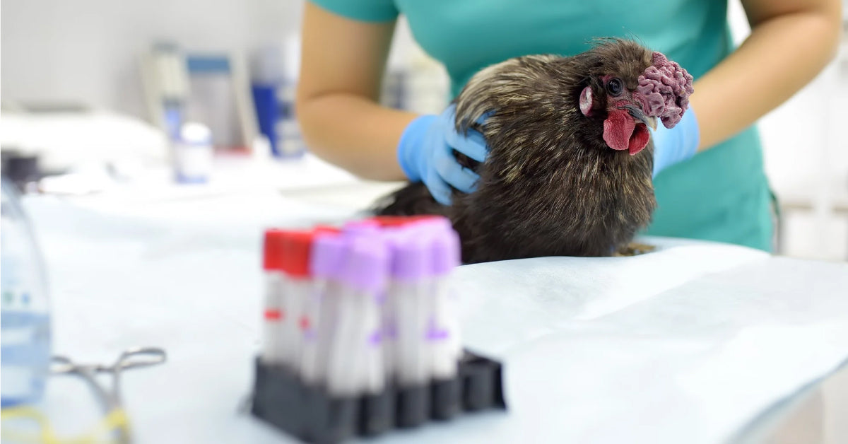 How to Protect Your Backyard Flock from Bird Flu?
