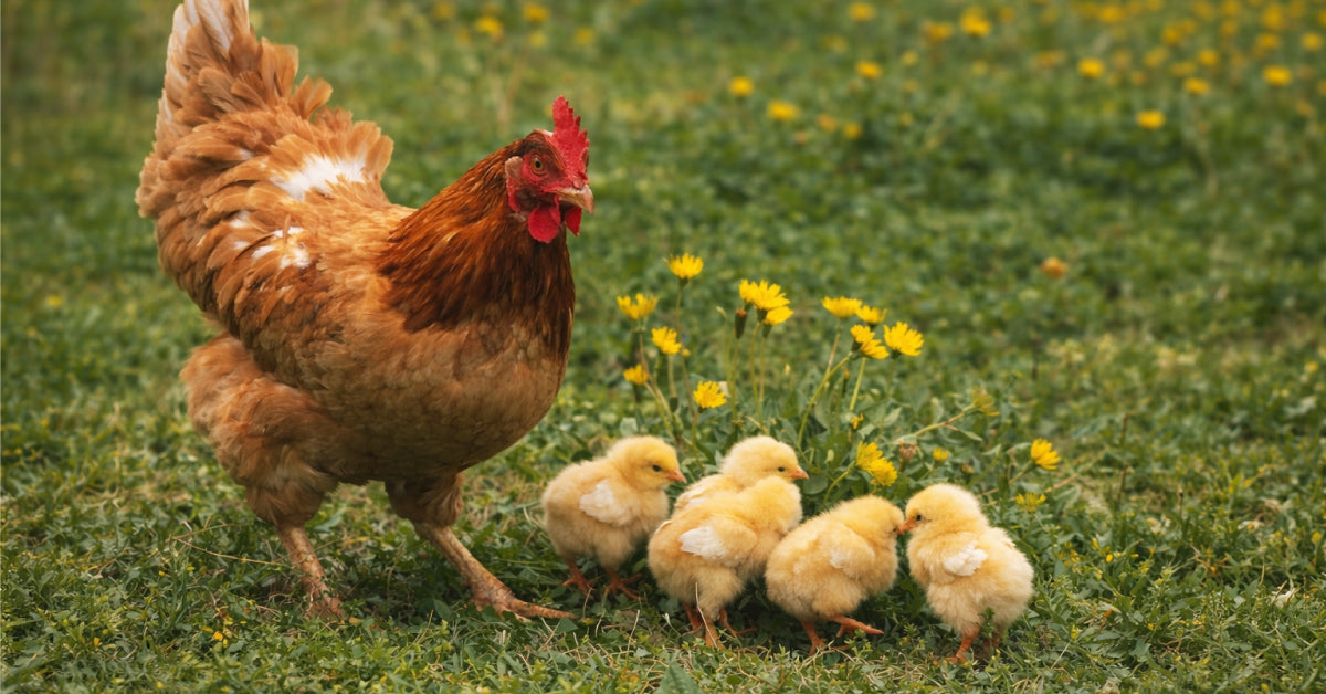 Breeding Poultry