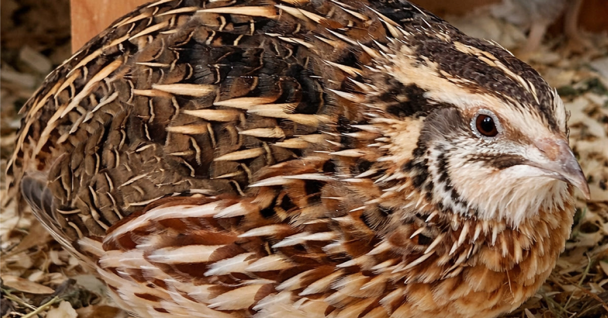 Breeding Coturnix Quail