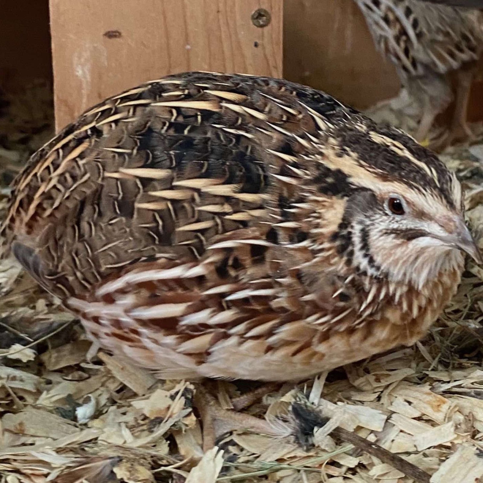 Breeding Coturnix Quail