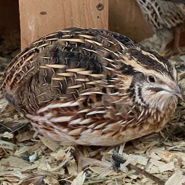 Coturnix Quail Genetics and Breeding | Hatching Time