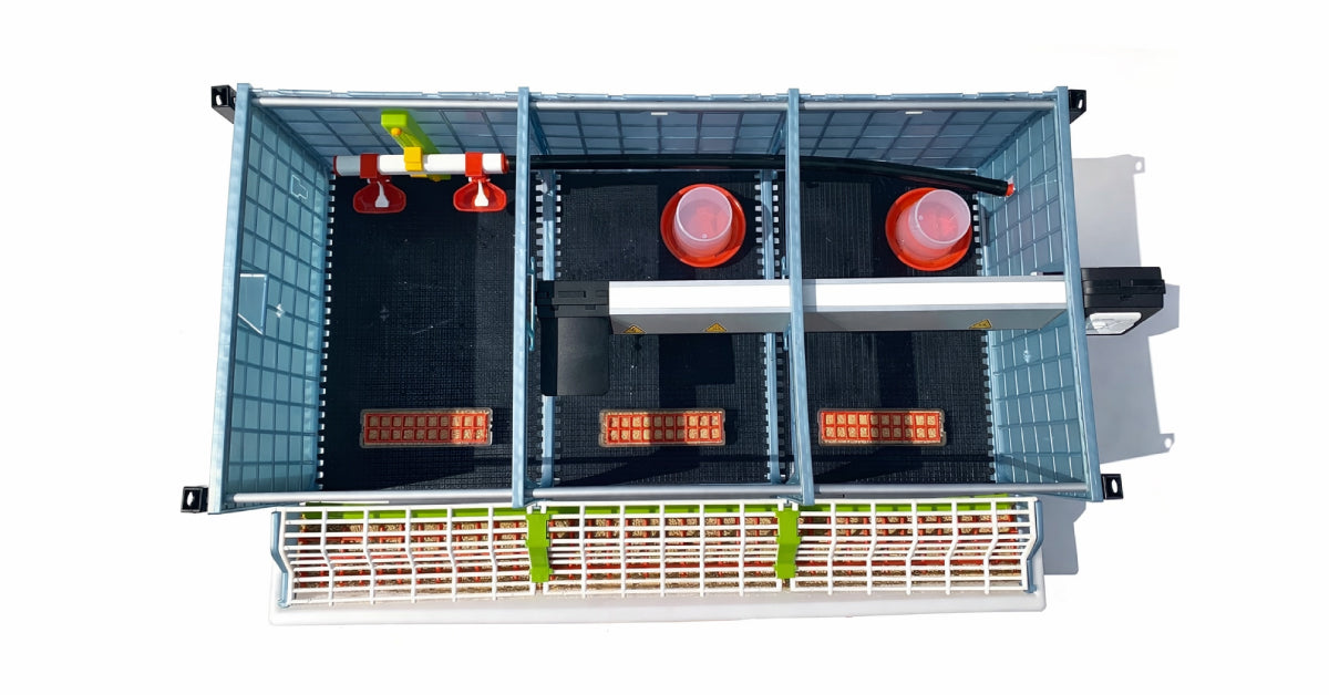 Caring for Your Chicks in the First Weeks: The Complete Brooding Guide