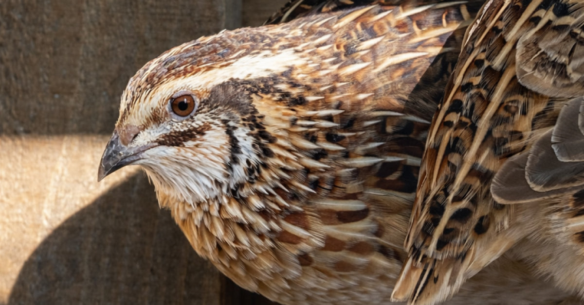 Choosing A Quail Setup