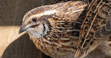 Choosing A Quail Setup