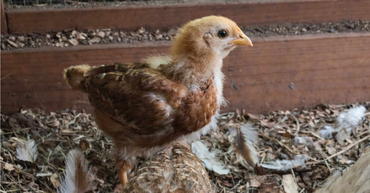 How to Sex Chickens: Distinguishing Male and Female Chickens