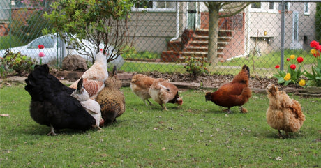 Getting Started Raising Chickens