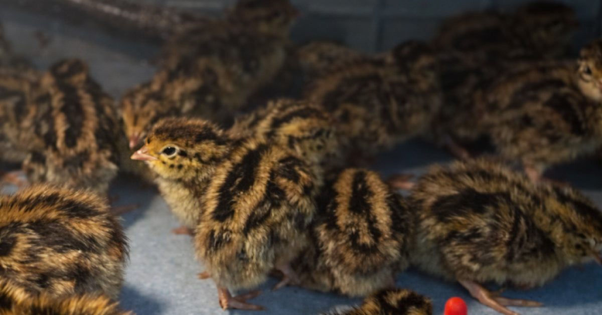 Raising Quail: How to Start Raising Quail in Your Backyard