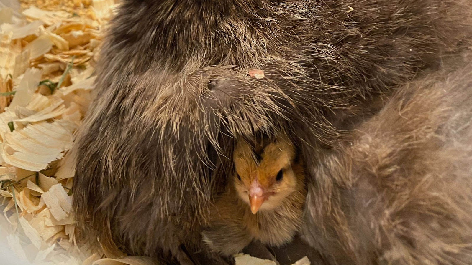 Broody hen with chick under feathers in nesting area