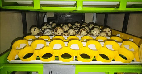 How Long Do Chicken Eggs Take To Hatch? A Complete Guide