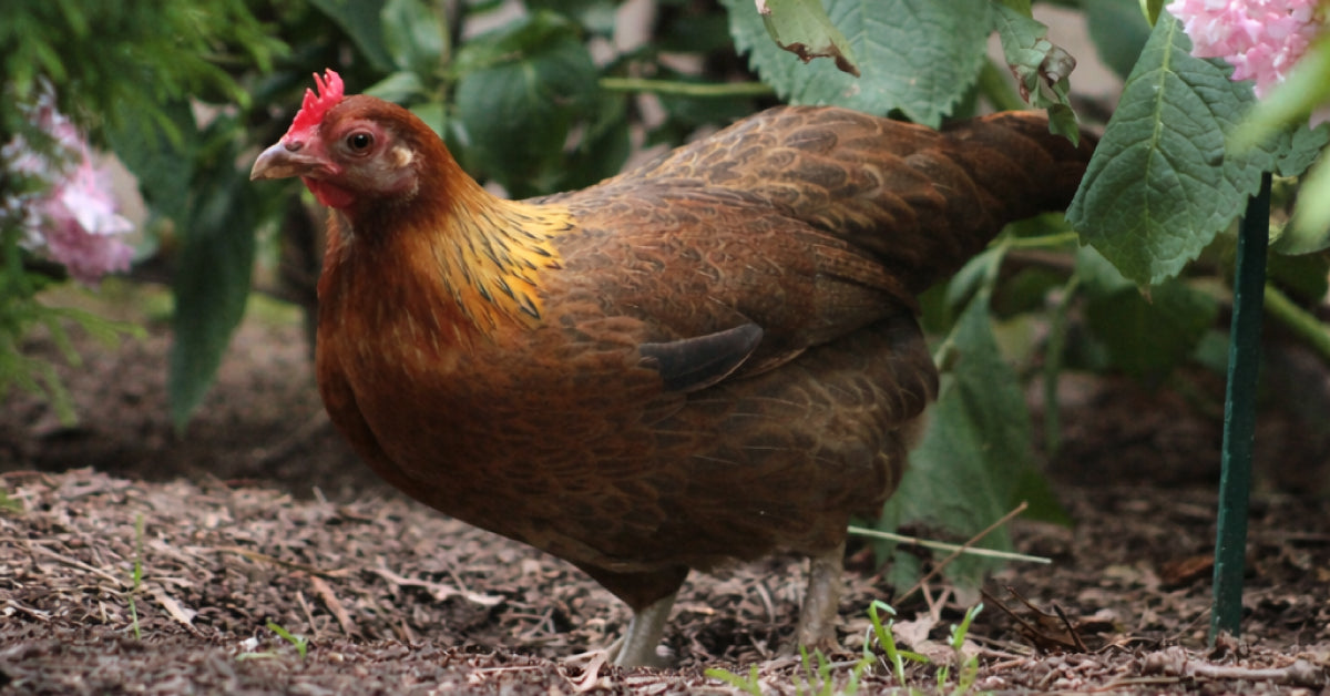 How to Keep Chickens Cool in the Summer: Expert Tips for Flock Comfort