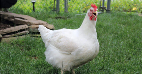 Raising Chickens For Meat