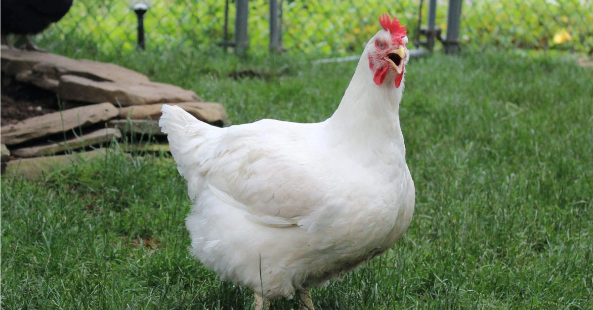 Raising Chickens For Meat