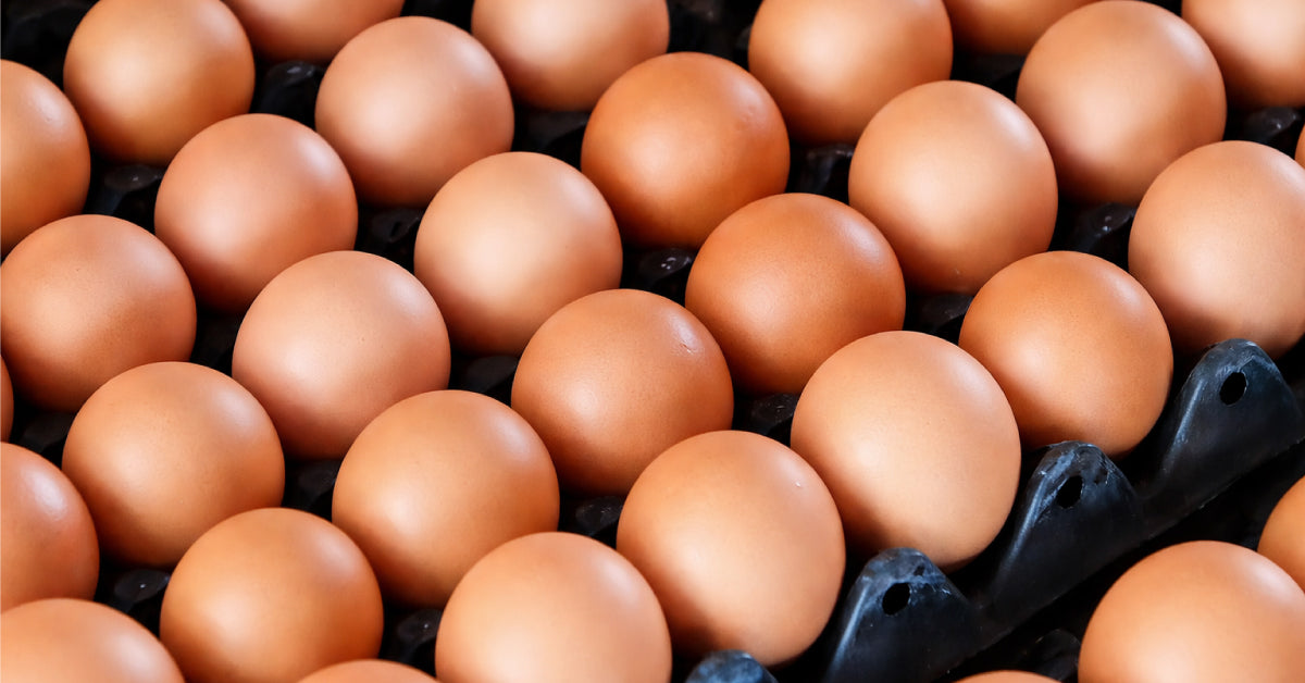 How to Start Selling Chicken Eggs: A Comprehensive Guide