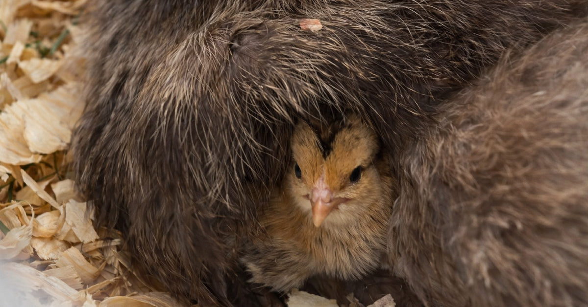 How to Tell If a Hen is Broody: Key Signs & What to Do