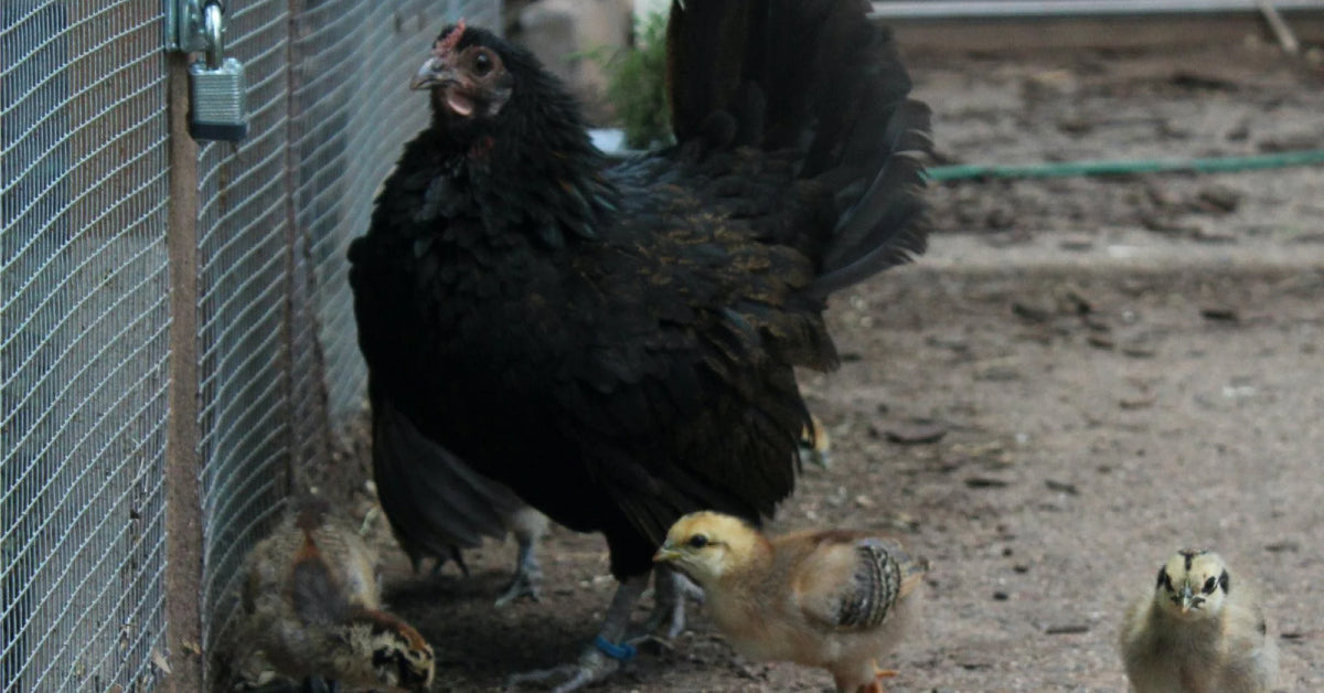 How to Predator Proof Your Chicken Coop: Essential Tips for Security