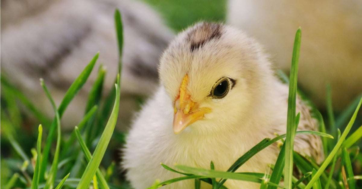 Preparing Chicks for the Brooder: A Step-by-Step Guide for Beginners