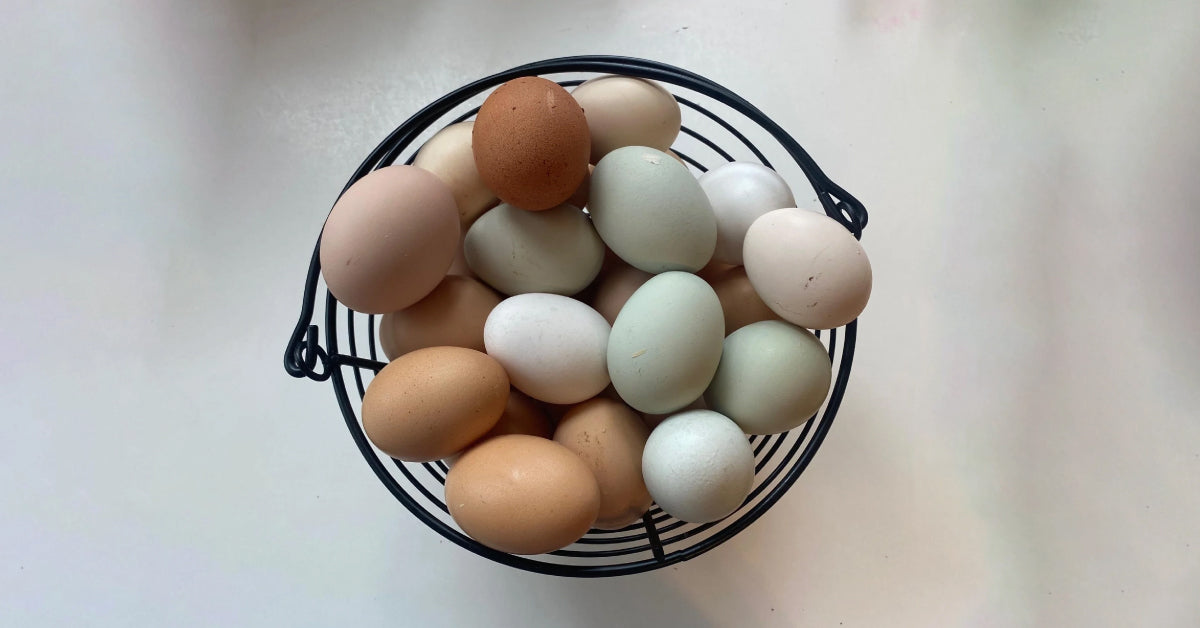 Raising Chickens for Eggs