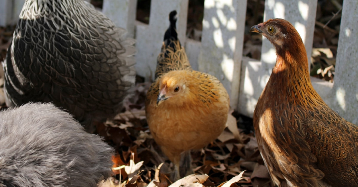 How to Grow Healthy Pullets and Cockerels