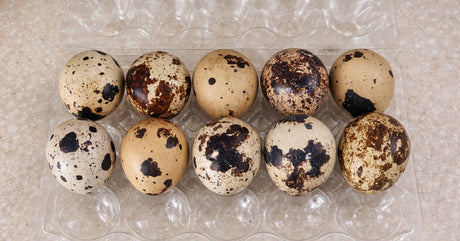 How to Raise Quail for Eggs