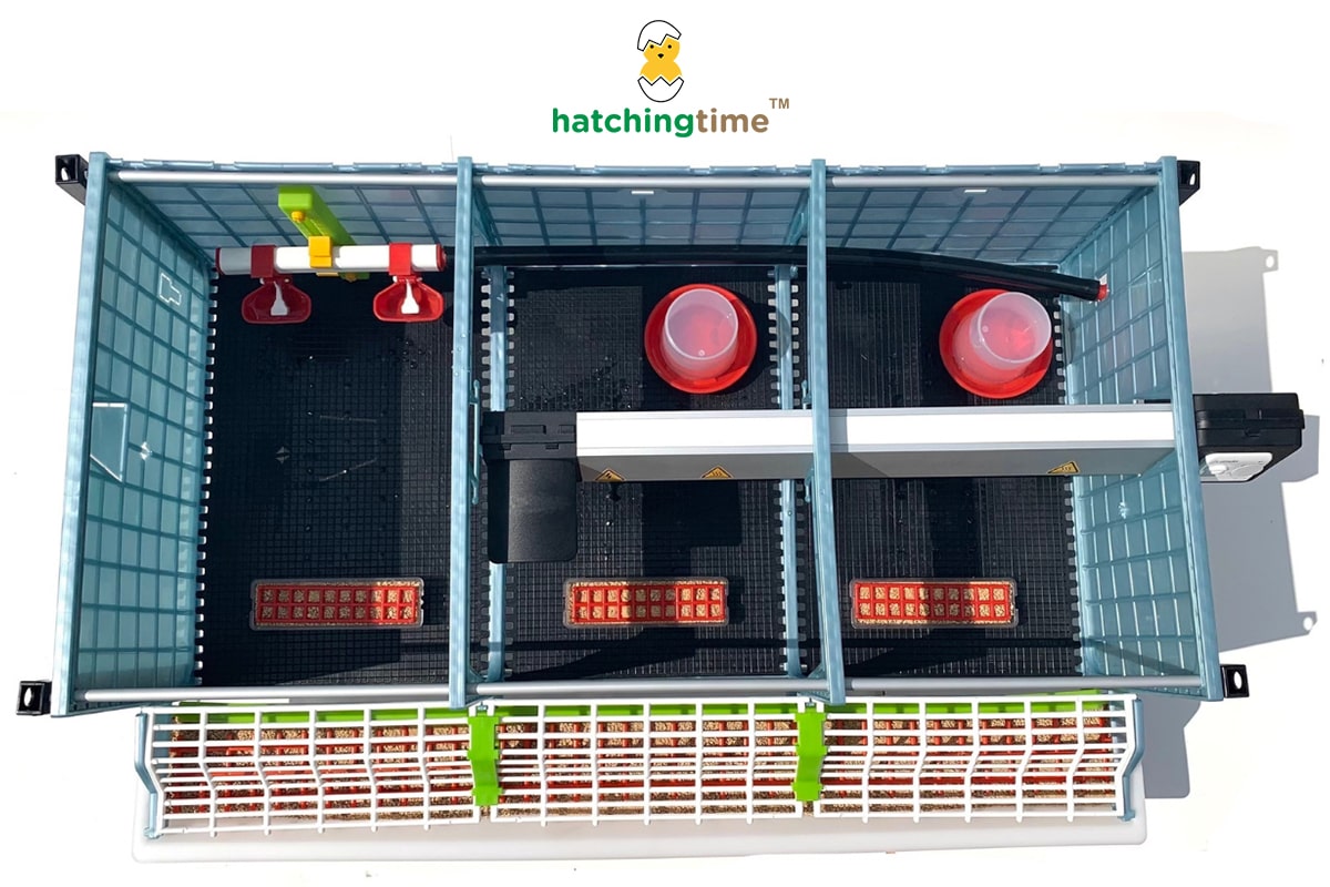 Top-down view of Hatching Time chick brooder with feeders, drinkers, and heater