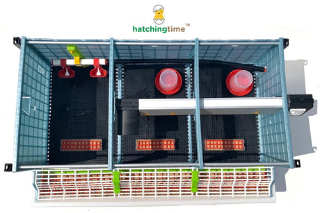 Top-down view of Hatching Time chick brooder with feeders, drinkers, and heater