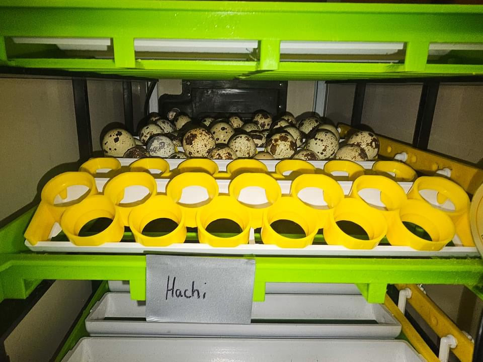 Automatic egg incubator tray with labeled hatching section