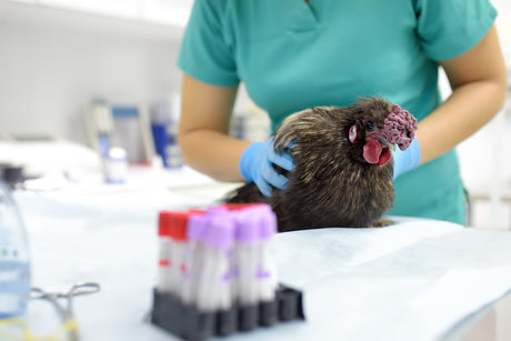Veterinarian examining backyard chicken for bird flu symptoms with blood samples on table