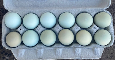 Why Do Chickens Lay Different Colored Eggs?