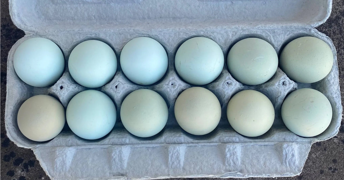 Why Do Chickens Lay Different Colored Eggs?