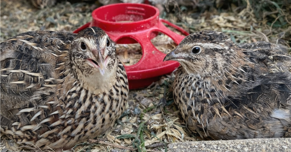 Successful Poultry Keeping