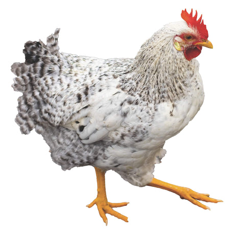 Discover premium chicken supplies, including nesting boxes, coop cleaning tools, and poultry feeders, tailored for small farms and backyard setups.