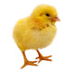 Chick Brooders & Heat Plates