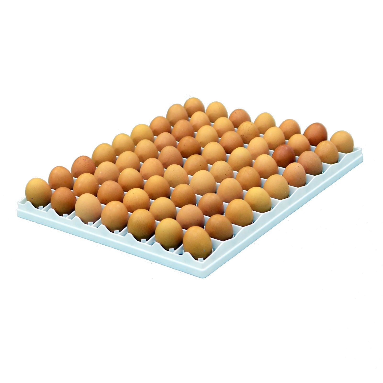 Hatching Time Cimuka. Egg setter tray can be seen in image full of 63 brown chicken eggs to show large capacity for egg setting.
