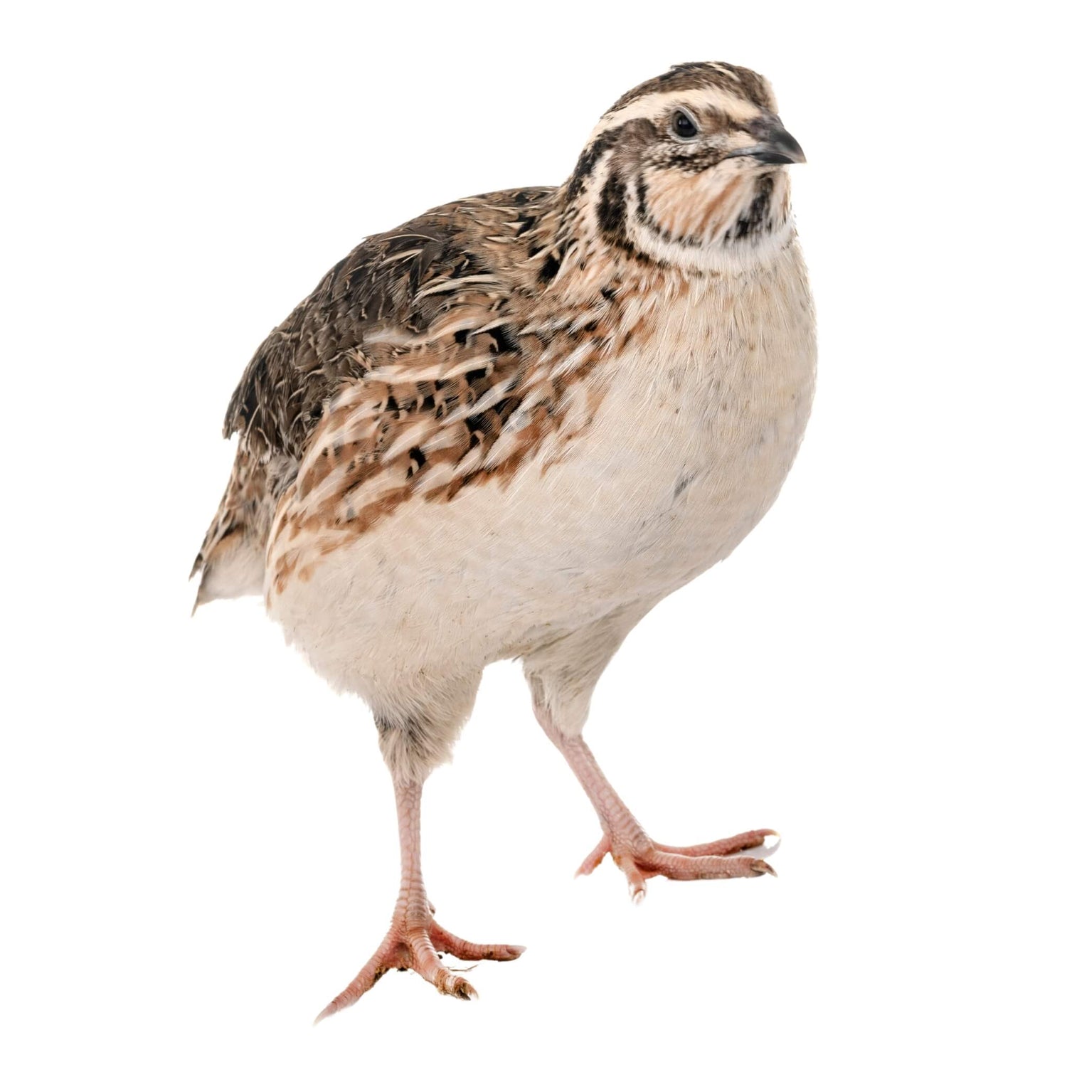 Hatching Time Quail Cages