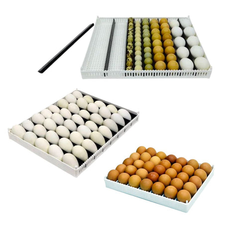 Hatching Time Cimuka. Image shows egg trays for separating eggs after setting. Different eggs can be seen in hatching baskets, quail, chicken and goose eggs are in baskets.