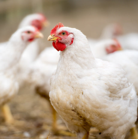 Cornish Cross Broilers & Meat Production Birds - Day Old Chicks for Sale