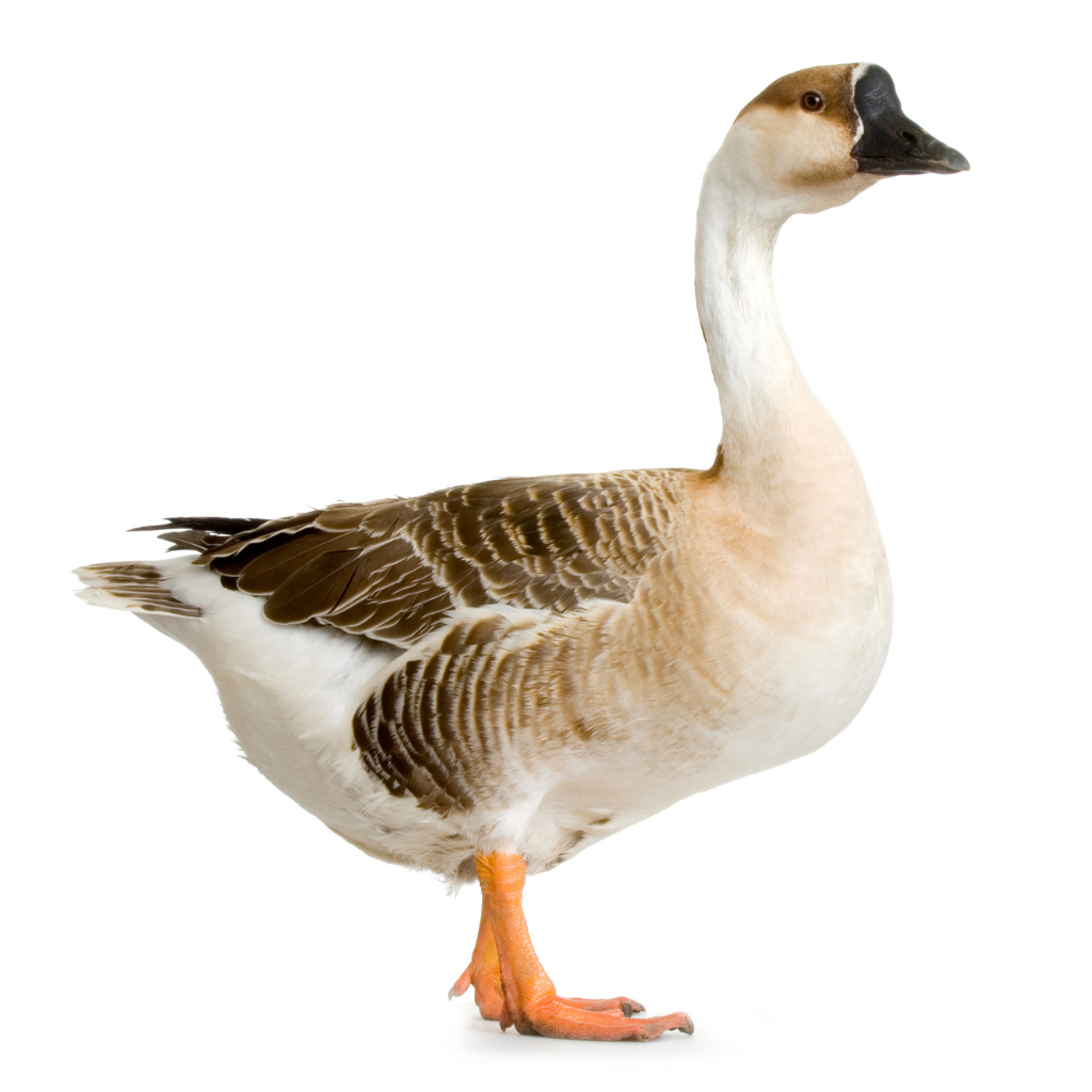 Goose Supplies – Egg Incubators, Brooders, Coops & Processing Tools ...