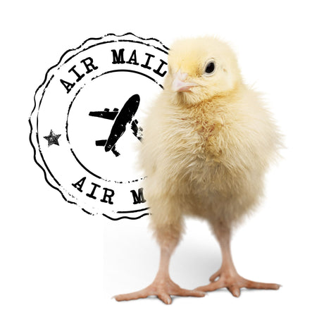 Hatching Time. Baby chick can be seen in front of a stamp that says air mail.