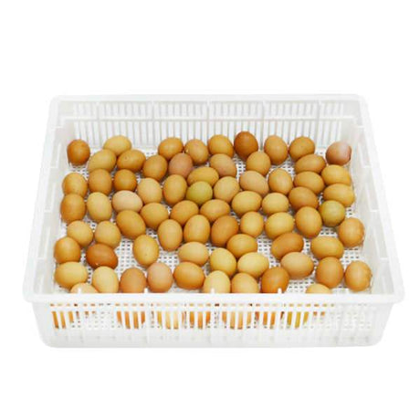 Hatching Time Cimuka. Egg basket can be seen full of brown eggs to show capacity.