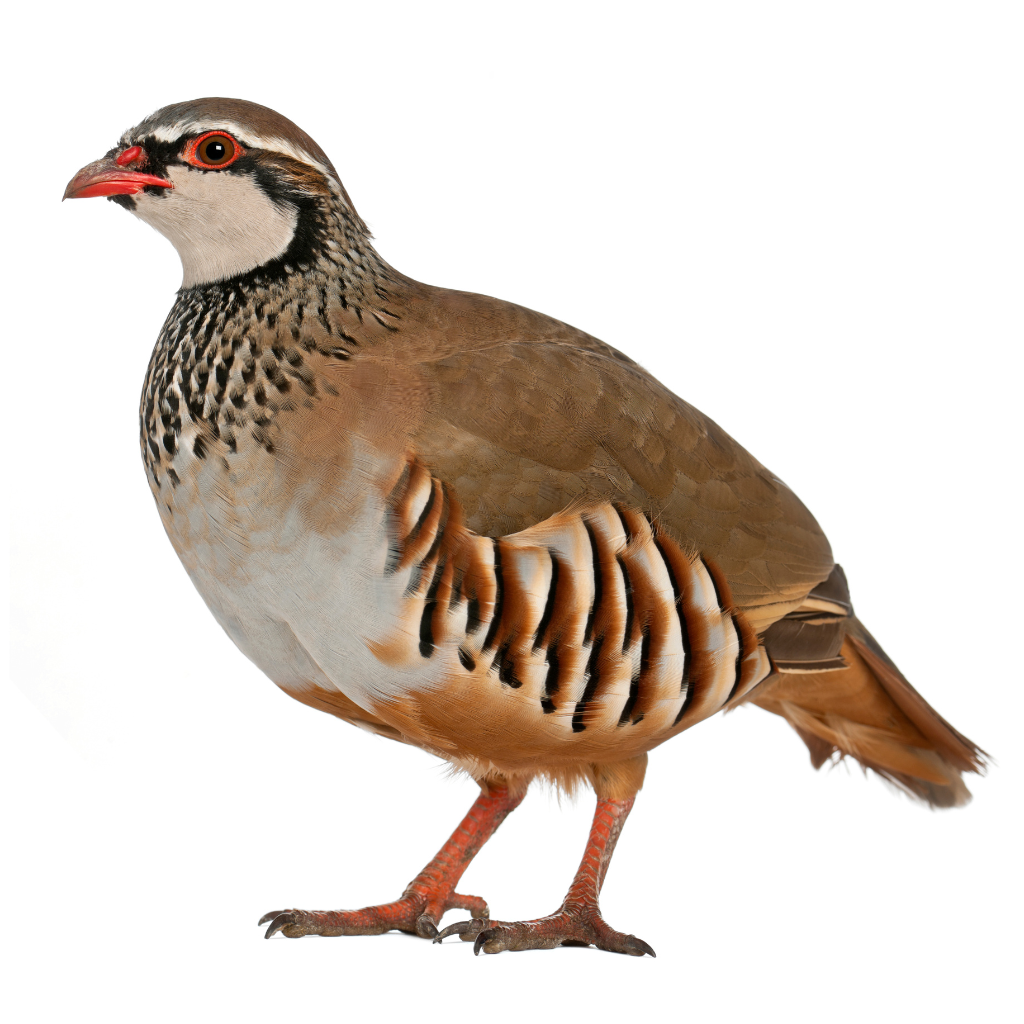 Partridge Supplies – Cages, Breeding & Incubators | Hatching Time