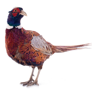 Pheasant Supplies