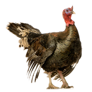 Turkey Supplies