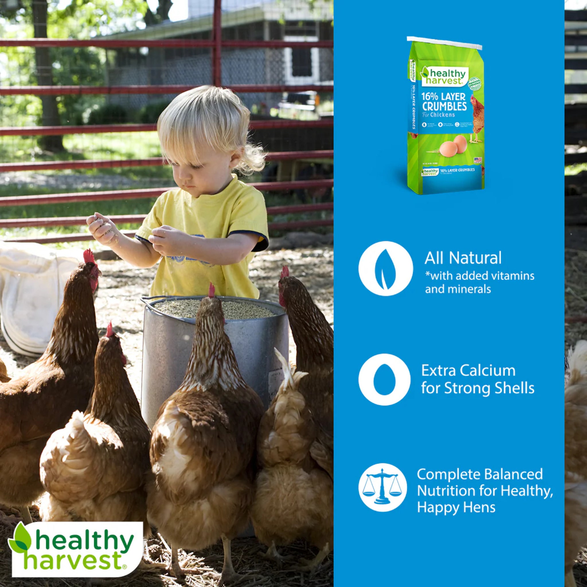 Hatching Time Healthy Harvest. 16% Layer Crumbles for Chickens. A child can be seen in the background feeding a group of chickens.