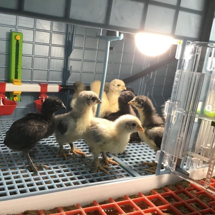 Chicks in Brooder enjoying heat and comfortable living.