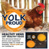 Hatching Time Kalmbach Feeds. Yolk proud. A chicken can be seen laying on top of eggs. Text reads Healthy hens lay healthy eggs.