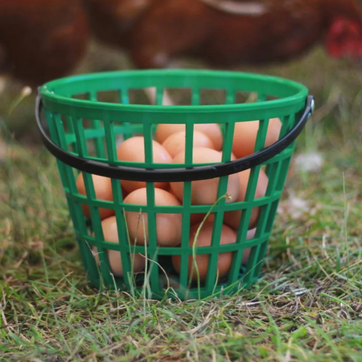 Hatching Time. Ezgather egg basketn shown filled with eggs in grass.